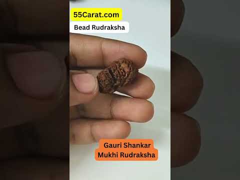 Natural Gauri Shankar Nepali Rudraksha 16 to 20 MM Beads at Wholesale Rates (Rs 2400/Piece)