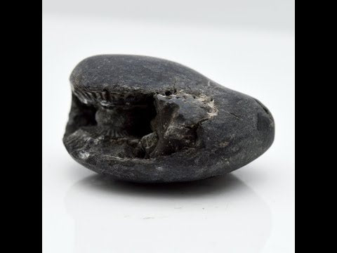 Nepal Gandaki Govinda Shaligram Idol Lord Vishnu saligrama For Tulsi Puja Small Size (Max: 5 CM)