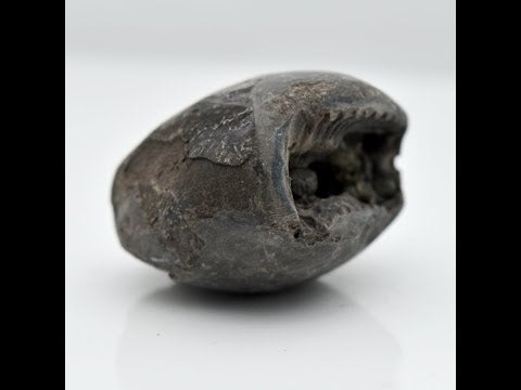 Nepal Gandaki Bisworupa Shaligram Vishnu Shilla For Worship Small Size (Max: 5 CM)