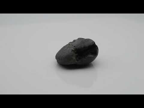 Original Kurma Shaligram Bagwan Shilla For Tulsi Puja Small Size (Max: 5 CM)