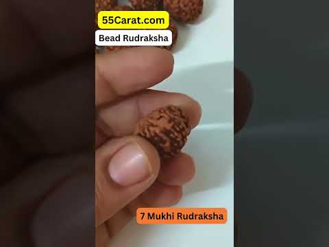 Natural 7 Mukhi Indonesia Rudraksha 12 to 18 MM Beads at Wholesale Rates (Rs 65/Piece)