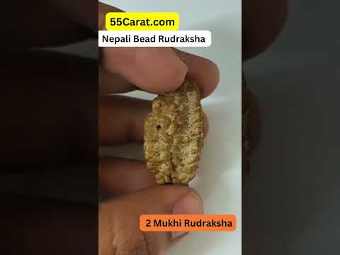 Natural 2 Mukhi Nepali Rudraksha 30 MM Beads at Wholesale Rates (Rs 30/Piece)
