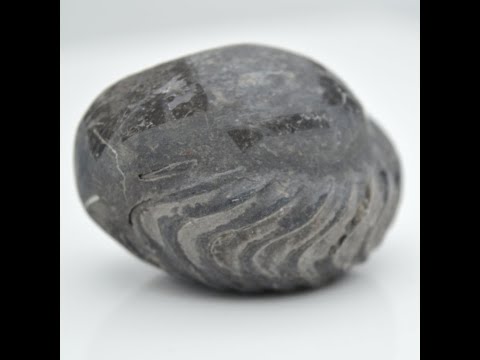 Gandaki River Govinda Shaligram Fossil For Worship Small Size (Max: 5 CM)