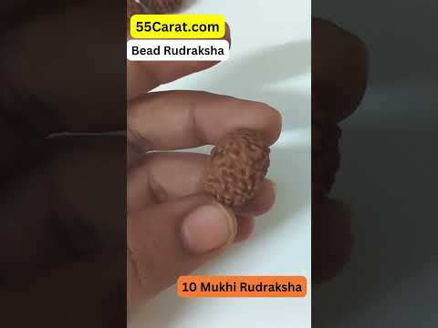 Natural 10 Mukhi Indonesia Rudraksha 12 to 18 MM Beads at Wholesale Rates (Rs 300/Piece)