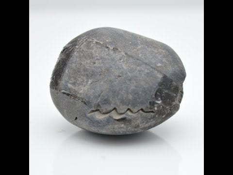 Nepal Gandaki Pradhyumna Shaligram Idol Lord Vishnu For Tulsi Puja Small Size (Max: 5 CM)