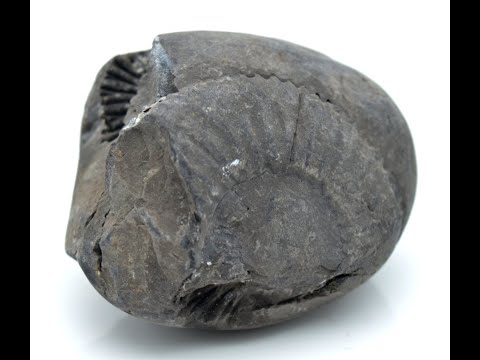 Original Kurma Shaligram Bagwan Shilla For Tulsi Puja Small Size (Max: 5 CM)