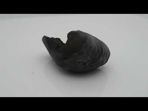 Genuine Laxmi Narayana Shaligram Idol Lord Vishnu For Tulsi Puja Small Size (Max: 5 CM)
