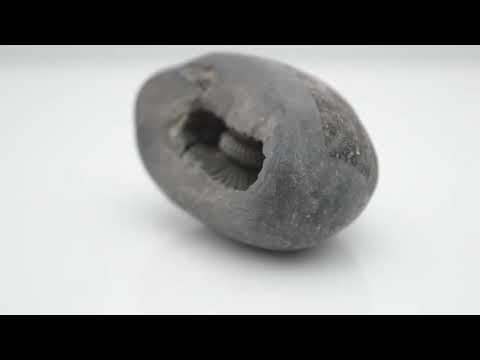 Gandaki River mahakali shaligram Shilla For Worship Small Size (Max: 5 CM)