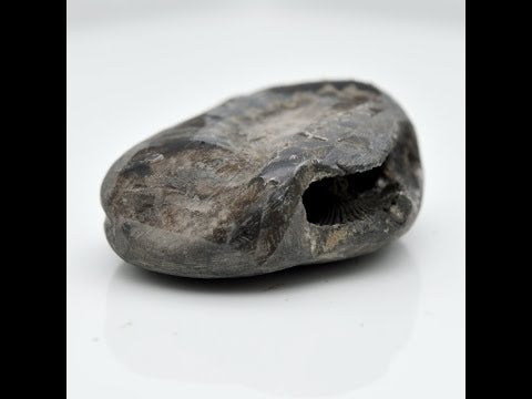 Gandaki River Hari Shaligram Bagwan Shilla For Tulsi Puja Small Size (Max: 5 CM)