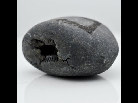 Original Maytsya Shaligram Fossil saligramam For Pooja Small Size (Max: 5 CM)