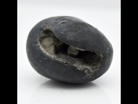 Natural Vaasudev Shaligram Vishnu Idol gandaki nadi For Tulsi Puja Small Size (Max: 5 CM)