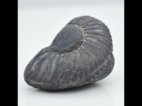 Natural Aananta Shaligram Bagwan Shilla For Tulsi Puja Small Size (Max: 5 CM)