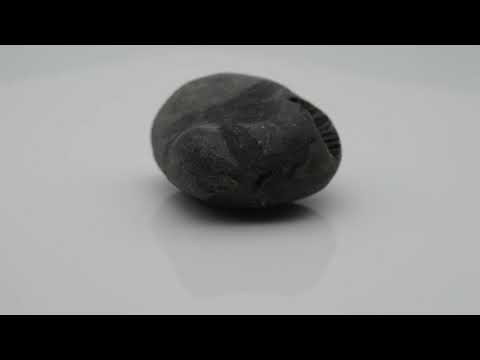 Genuine Narsingha Shaligram Vishnu Shilla For Worship Small Size (Max: 5 CM)
