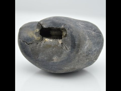 Gandaki River Pitambara Shaligram Vishnu Idol For Pooja Small Size (Max: 5 CM)
