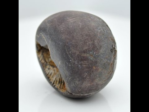 Genuine Laxmi Narayana Shaligram Idol Lord Vishnu For Tulsi Puja Small Size (Max: 5 CM)